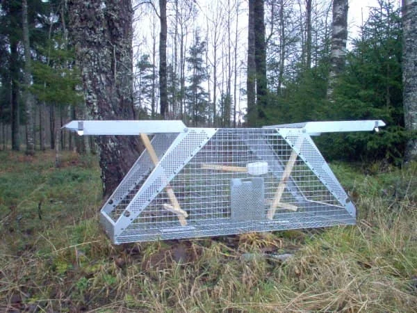 Lotin Kråkfälla Dubbel Reapris