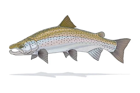 Snabb leverans Atlantic Salmon Prints - Casey Underwood