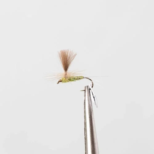 Erbjudande Olive Flash # 12