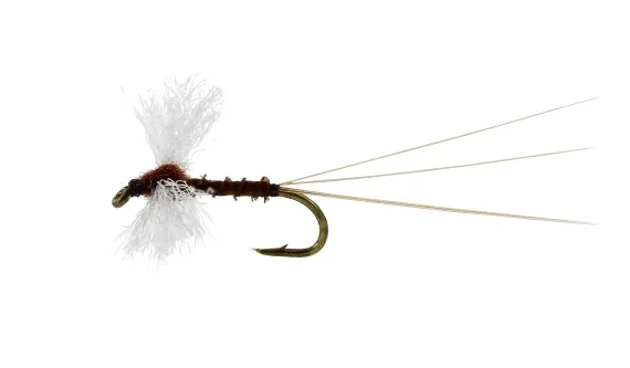 Vespertina Spinner Biot Brown TMC100 Endast idag