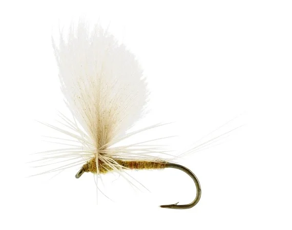 Sulphurea Dun Ginger TMC100 #12 Kundfavorit