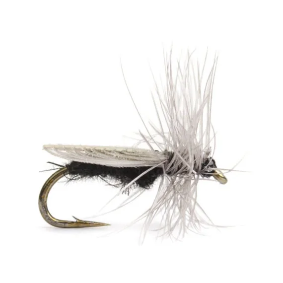 Premium Diptera size 18