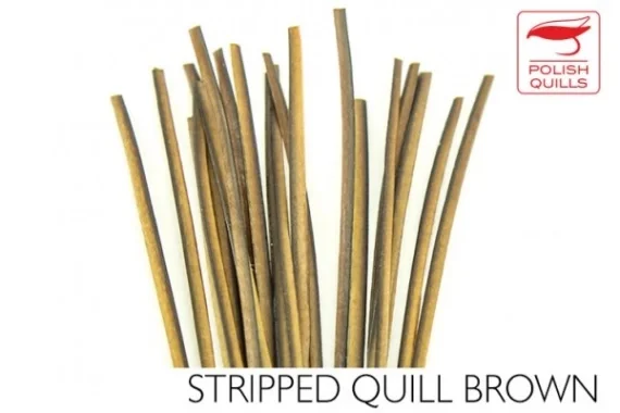 Kampanjpris Polish Quill Hand Stripped Quill