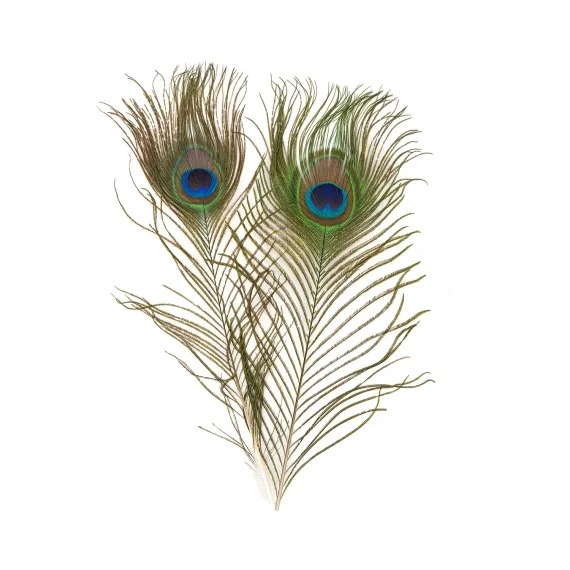 Peacock - Eye Top Erbjudandepris