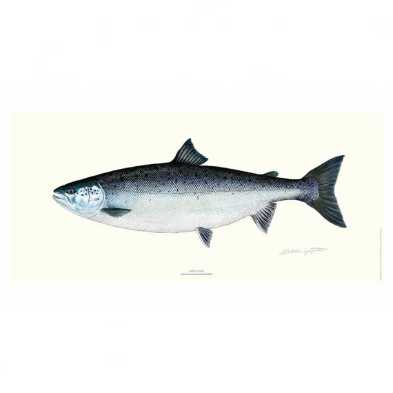 Poster Salmon 23x50cm Extra rabatt