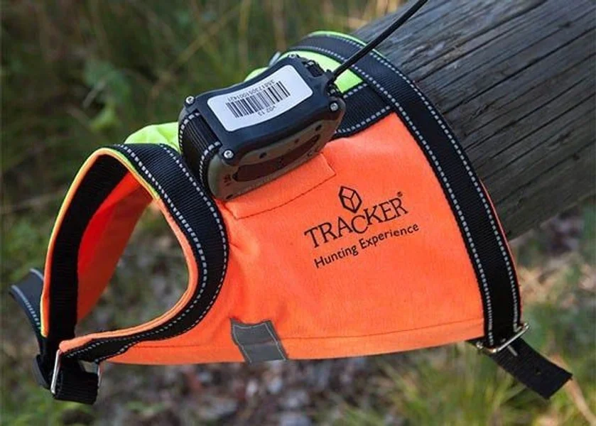 Beställ nu /Pointer dog harness